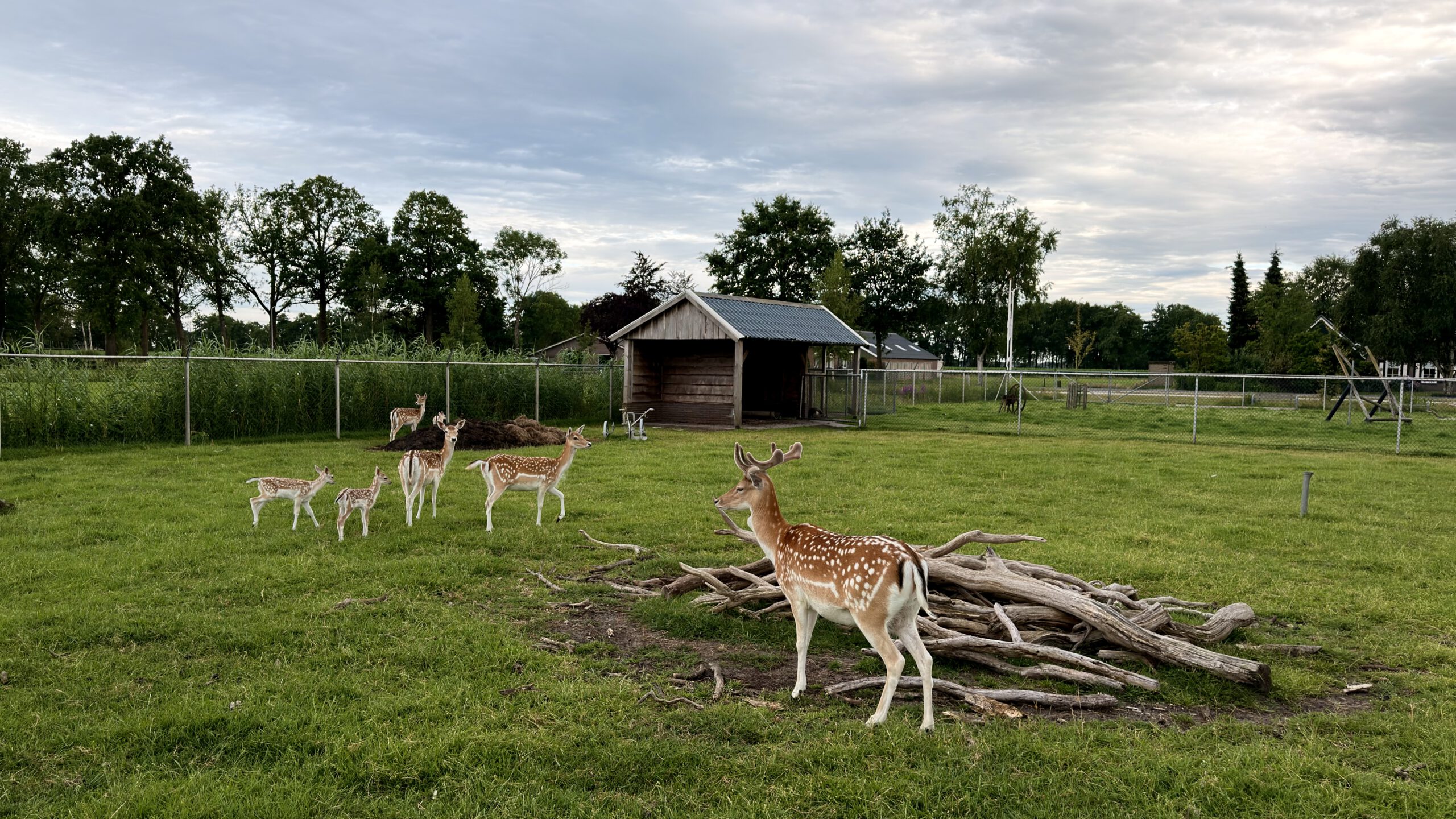 Home Foto Hert Scaled